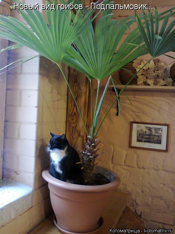 Котоматрица: Новый вид грибов - Подпальмовик...