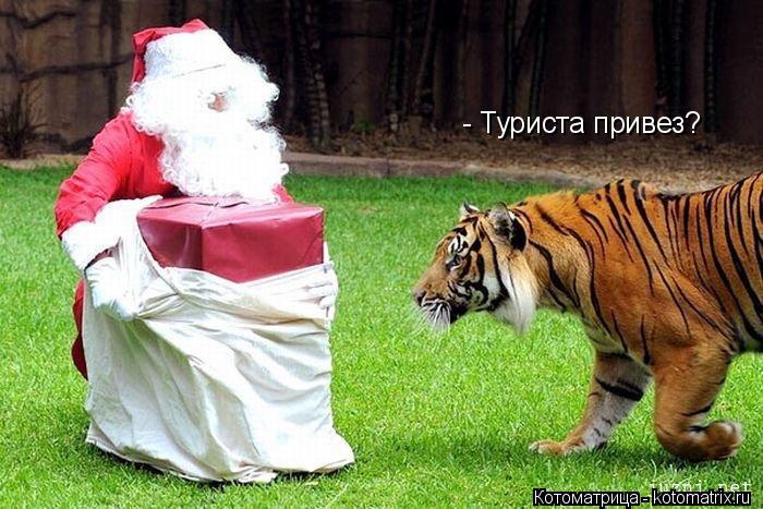 - Туриста привез?... Котоматрица: - Туриста привез?
