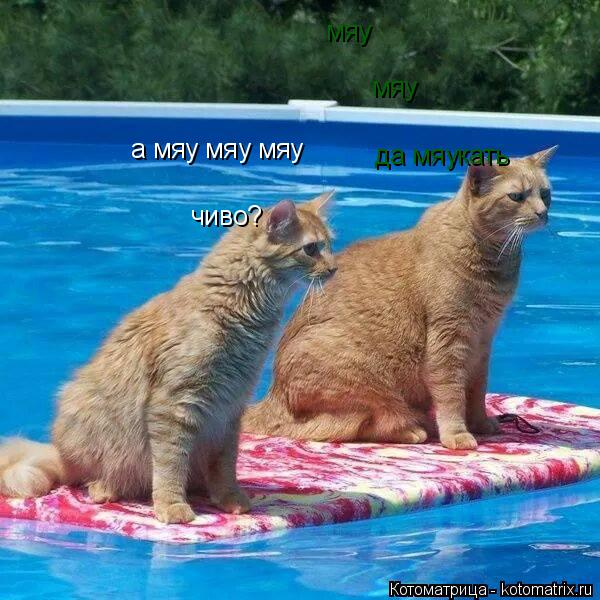 Котоматрица: мяу мяу чиво? да мяукать а мяу мяу мяу
