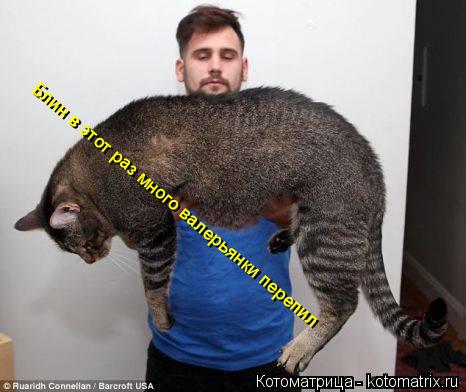 Котоматрица: Блин в этот раз много валерьянки перепил