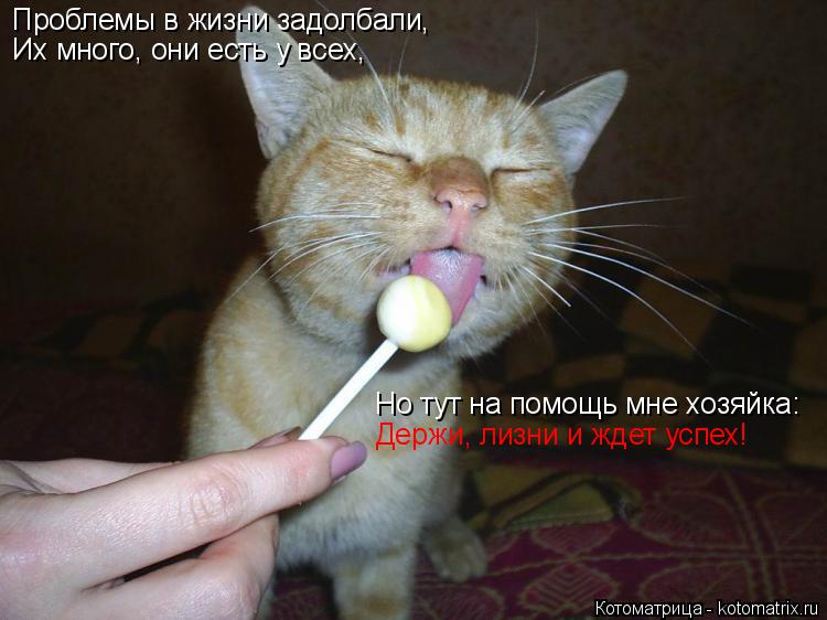 Котоматрица: Проблемы в жизни задолбали, Их много, они есть у всех, Но тут на помощь мне хозяйка: Держи, лизни и ждет успех!