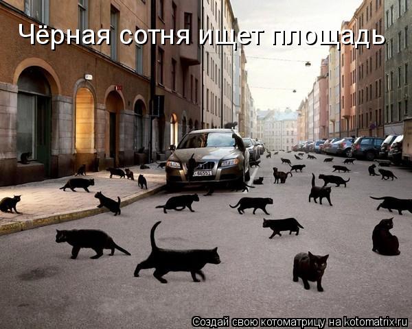Чёрная сотня ищет площадь... Котоматрица: Чёрная сотня ищет площадь