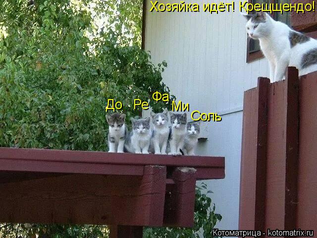 Котоматрица: Фа Ми Соль До   Ре  Хозяйка идёт! Крещщендо!