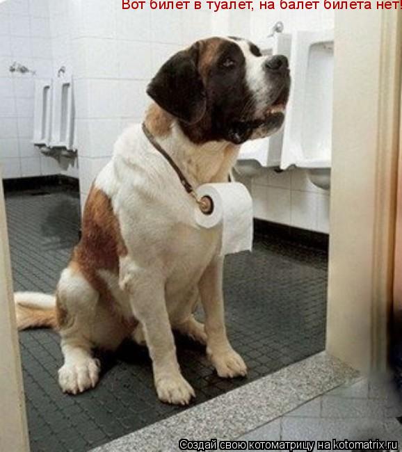 Котоматрица: Вот билет в туалет, на балет билета нет!