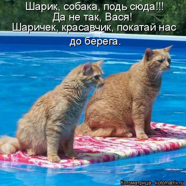 Котоматрица: Шарик, собака, подь сюда!!! Да не так, Вася! Шаричек, красавчик, покатай нас  до берега.