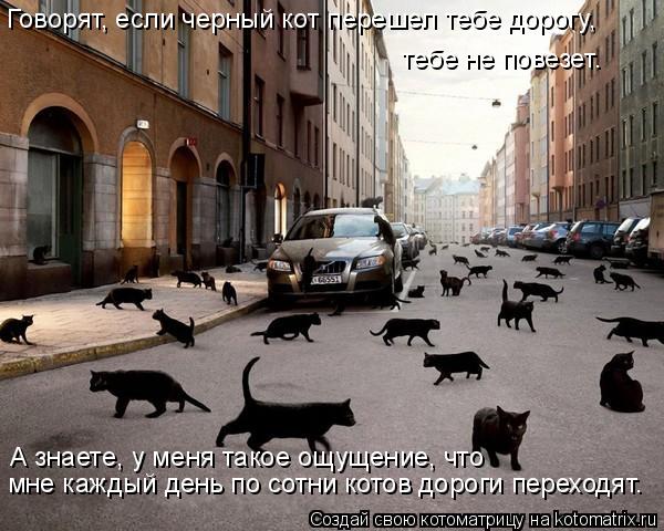 Котоматрица: Говорят, если черный кот перешел тебе дорогу, тебе не повезет. А знаете, у меня такое ощущение, что мне каждый день по сотни котов дороги пере