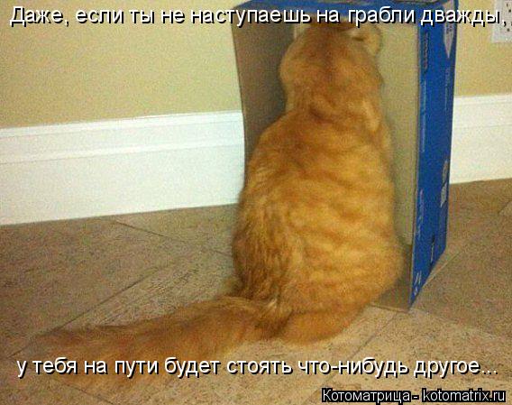 Котоматрица: Даже, если ты не наступаешь на грабли дважды, у тебя на пути будет стоять что-нибудь другое...