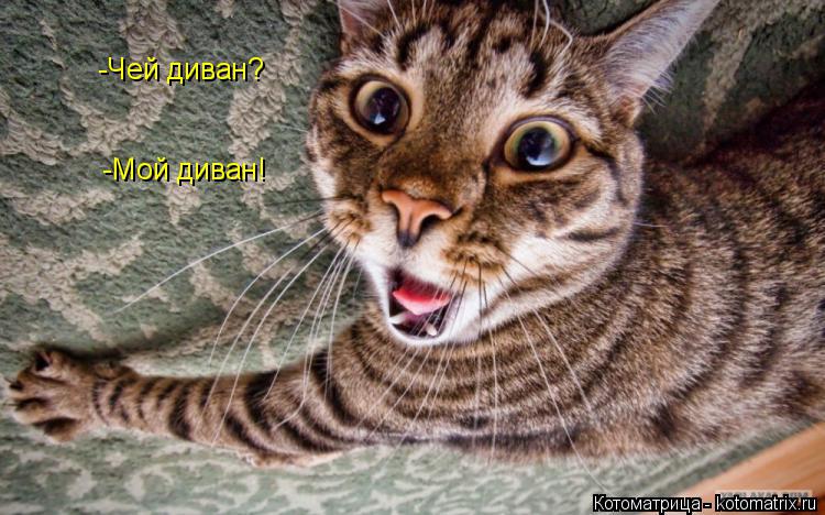 Котоматрица: -Чей диван?    -Чей диван?    -Мой диван! -Мой диван!
