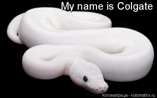 Котоматрица: My name is Colgate