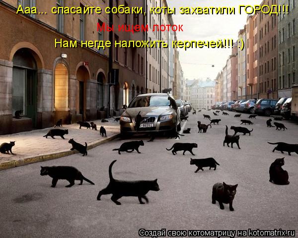 Ааа... спасайте собаки, коты захватили ГОРОД!!! Мы ищем лоток Нам негде наложить керпечей!!! :)... Котоматрица: Ааа... спасайте собаки, коты захватили ГОРОД!!! Мы ищем лоток Нам негде наложить керпечей!!! :)