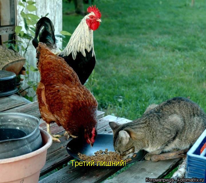 Котоматрица: Третий лишний!