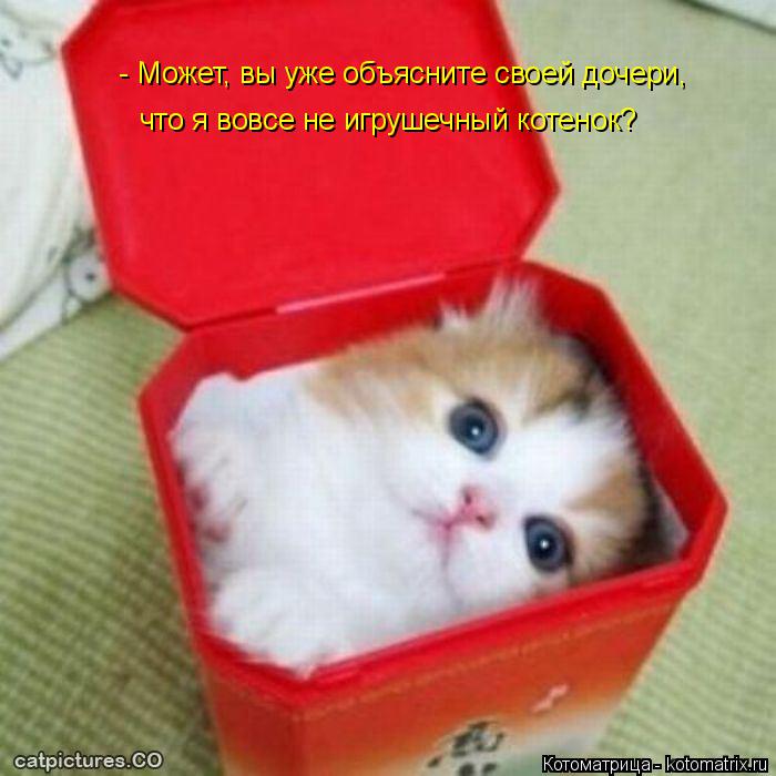 Котоматрица: - Может, вы уже объясните своей дочери, что я вовсе не игрушечный котенок?