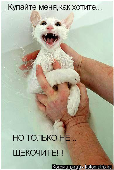 Котоматрица: Купайте меня,как хотите... НО ТОЛЬКО НЕ... ЩЕКОЧИТЕ!!!