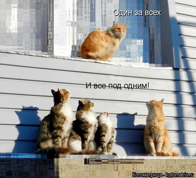 Котоматрица: Один за всех И все под одним!