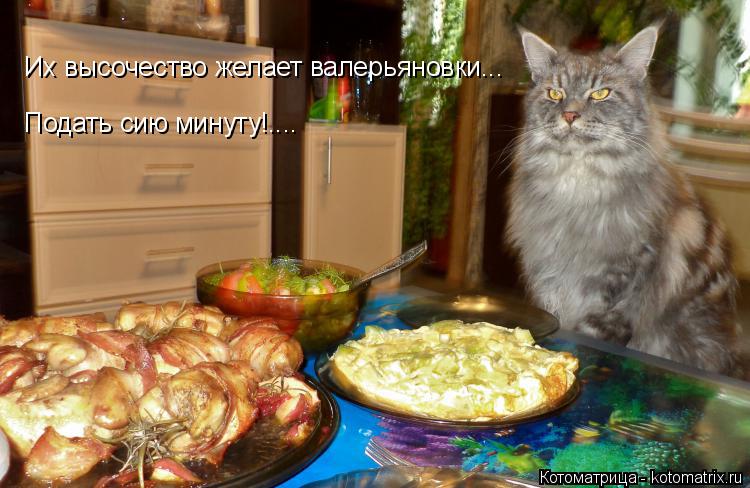 Котоматрица: Их высочество желает валерьяновки... Подать сию минуту!....