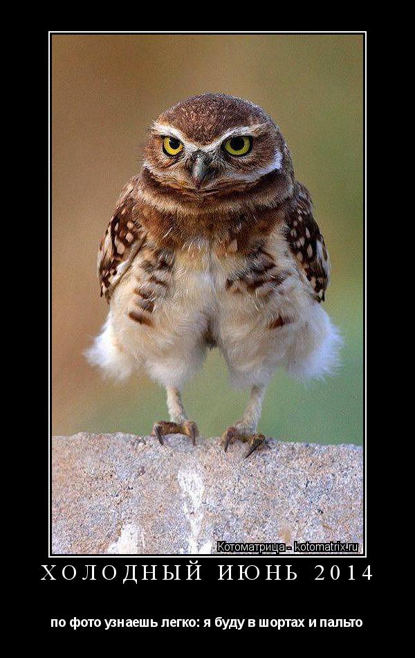 Котоматрица: ХОЛОДНЫЙ ИЮНЬ 2014 по фото узнаешь легко: я буду в шортах и пальто