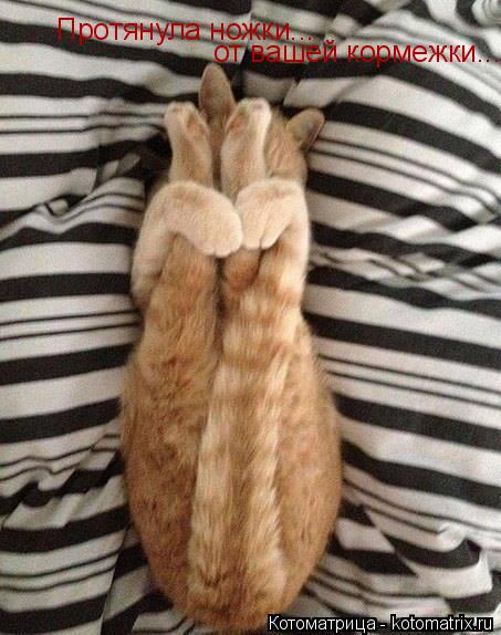 Котоматрица: Протянула ножки... от вашей кормежки...