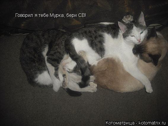 Котоматрица: Говорил я тебе Мурка, бери СВ!