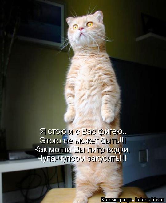Котоматрица: Я стою и с Вас фигею... Этого не может быть!!! Как могли Вы литр водки, Чупа-чупсом закусить!!!