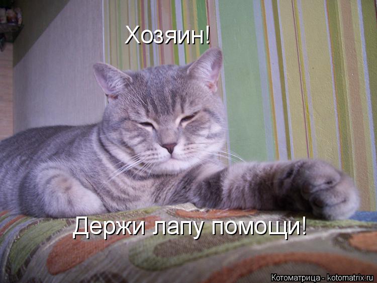Котоматрица: Хозяин! Держи лапу помощи!