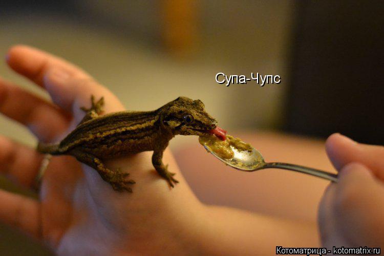 Котоматрица: Супа-Чупс