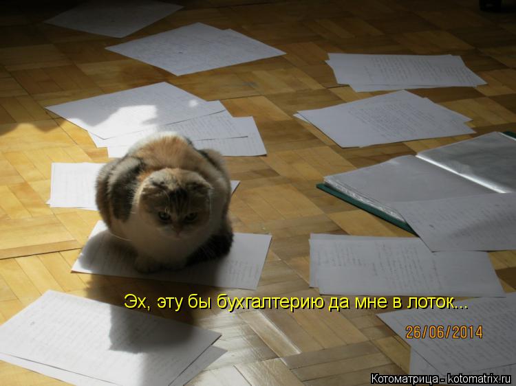 Котоматрица: Эх, эту бы бухгалтерию да мне в лоток...