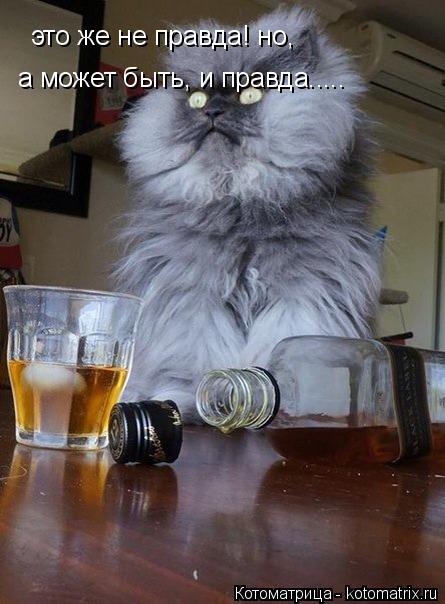 это же не правда! но, а может быть, и правда..... а может быть, и правда........ Котоматрица: это же не правда! но, а может быть, и правда..... а может быть, и правда.....