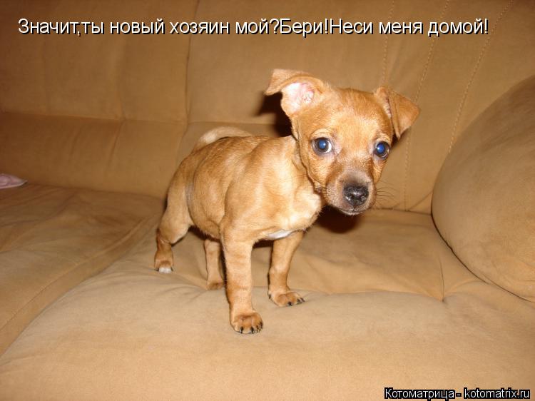 Котоматрица: Значит,ты новый хозяин мой?Бери!Неси меня домой!