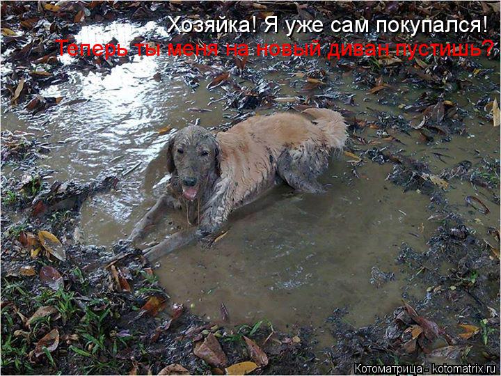 Хозяйка! Я уже сам покупался! Теперь ты меня на новый диван пустишь?... Котоматрица: Хозяйка! Я уже сам покупался! Теперь ты меня на новый диван пустишь?