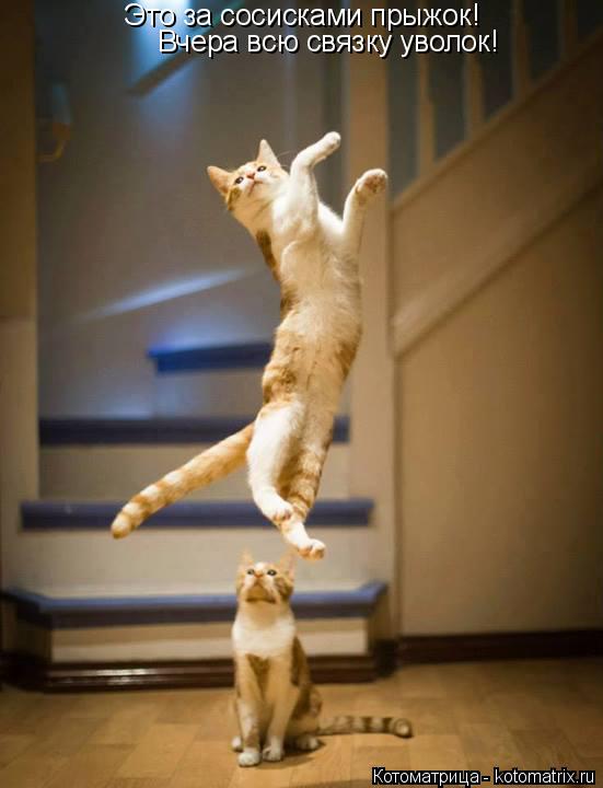 Котоматрица: Это за сосисками прыжок! Вчера всю связку уволок!