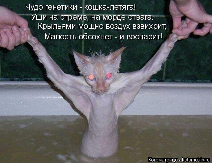 Чудо генетики - кошка-летяга! Уши на стреме, на морде отвага. Крыльями мощно воздух взвихрит, Малост... Котоматрица: Чудо генетики - кошка-летяга! Уши на стреме, на морде отвага. Крыльями мощно воздух взвихрит, Малость обсохнет - и воспарит!