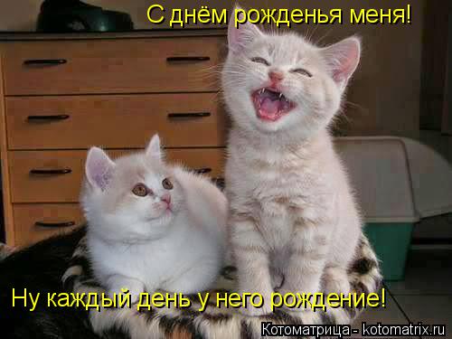 Котоматрица: С днём рожденья меня! Ну каждый день у него рождение!