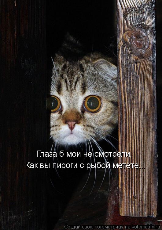 Котоматрица: Глаза б мои не смотрели, Как вы пироги с рыбой метёте...
