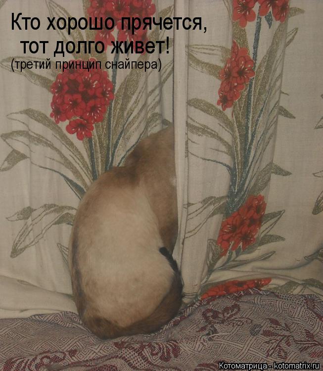 Котоматрица: Кто хорошо прячется, тот долго живет! (третий принцип снайпера)