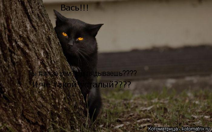 Котоматрица: Ты там за кем подглядываешь???? Вась!!! И чё такой усталый????
