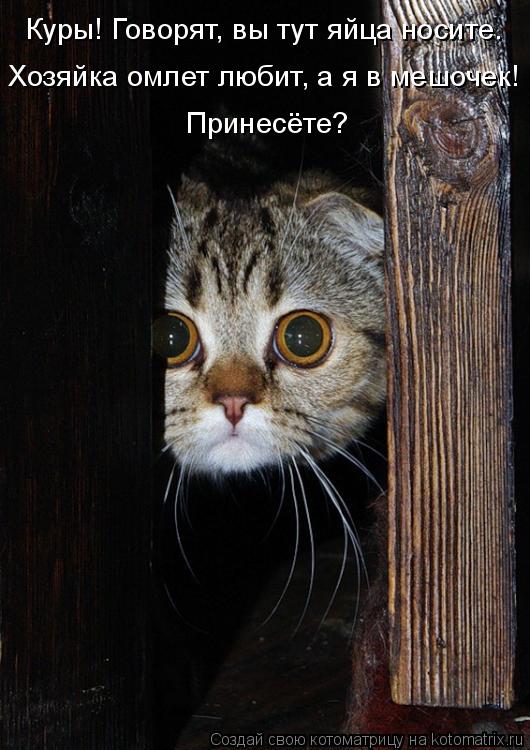 Котоматрица: Куры! Говорят, вы тут яйца носите. Хозяйка омлет любит, а я в мешочек! Принесёте?