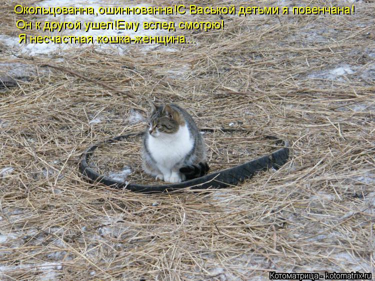 Котоматрица: Окольцованна,ошиннованна!С Васькой детьми я повенчана! Он к другой ушел!Ему вслед смотрю! Я несчастная кошка-женщина...