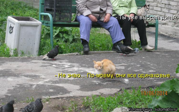 Котоматрица: - Ты уже выбрал дичь? - Не знаю... По-моему, они все одинаковые...
