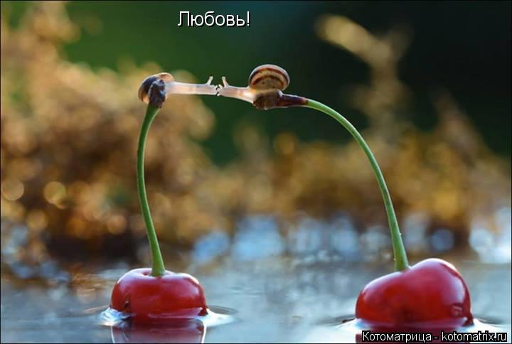 Котоматрица: Любовь!
