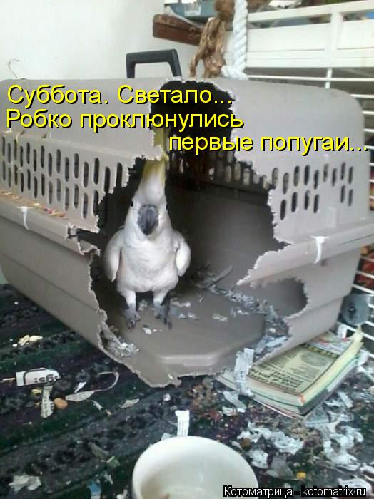 Суббота. Светало... Робко проклюнулись первые попугаи...... Котоматрица: Суббота. Светало... Робко проклюнулись первые попугаи...