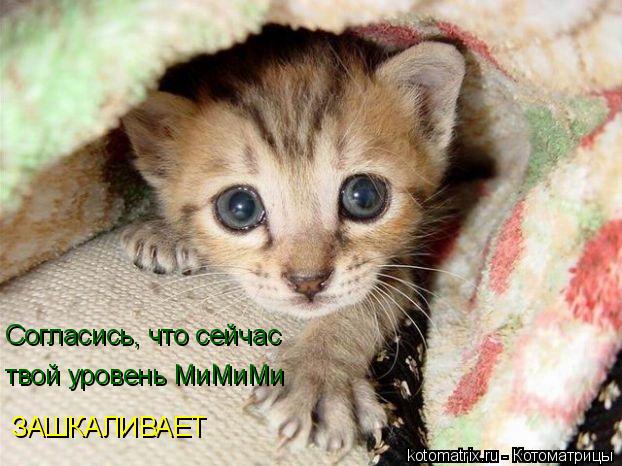Котоматрица: Согласись, что сейчас  твой уровень МиМиМи  ЗАШКАЛИВАЕТ