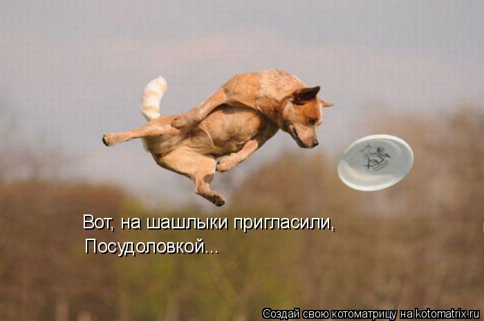 Котоматрица: Вот, на шашлыки пригласили, Посудоловкой...