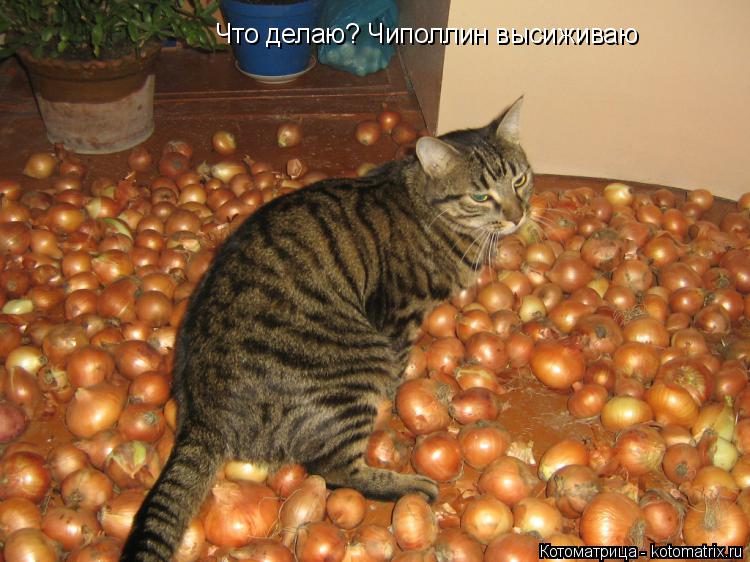 Котоматрица: Что делаю? Чиполлин высиживаю