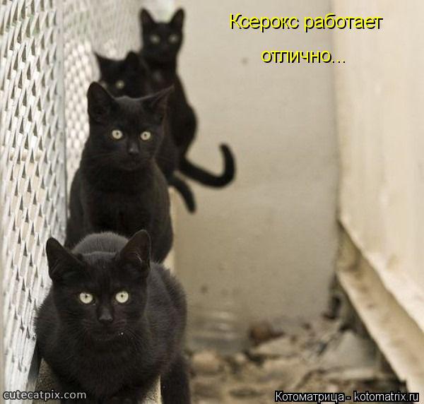 Котоматрица: Ксерокс работает отлично...