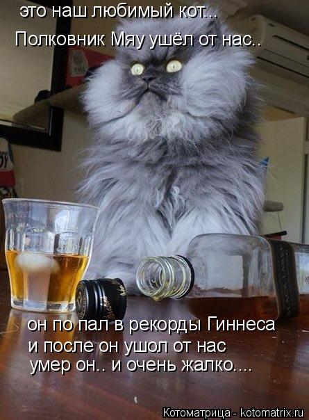 это наш любимый кот... Полковник Мяу ушёл от нас.. он по пал в рекорды Гиннеса и после он ушол от на... Котоматрица: это наш любимый кот... Полковник Мяу ушёл от нас.. он по пал в рекорды Гиннеса и после он ушол от нас умер он.. и очень жалко....