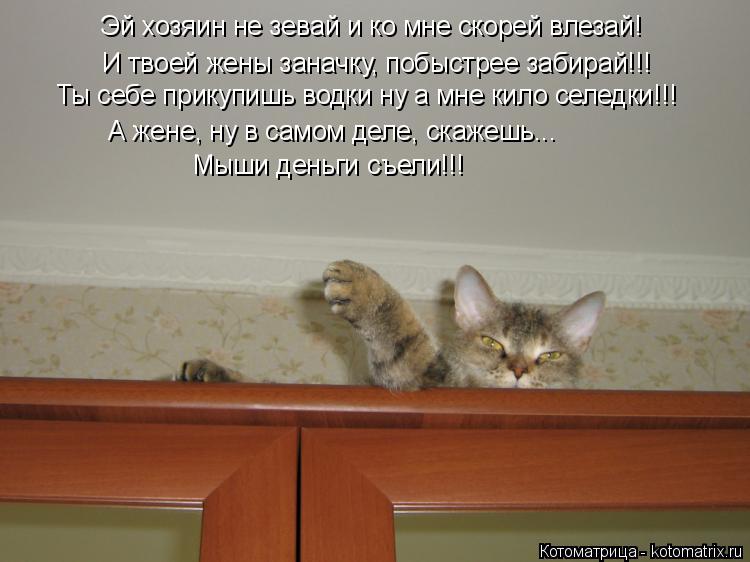 Котоматрица: И твоей жены заначку, побыстрее забирай!!! Эй хозяин не зевай и ко мне скорей влезай! Ты себе прикупишь водки ну а мне кило селедки!!! Мыши день