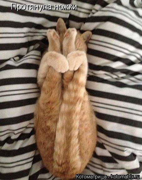Котоматрица: Протянула ножки