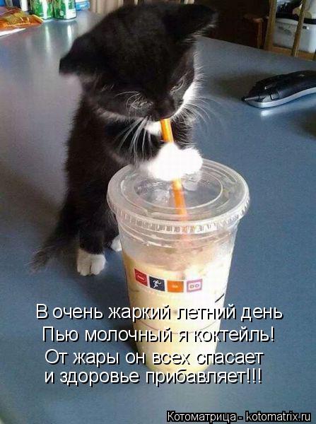 Котоматрица: В очень жаркий летний день Пью молочный я коктейль! От жары он всех спасает и здоровье прибавляет!!!