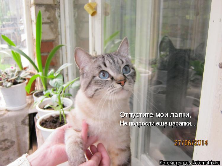 Не подросли еще царапки... Отпустите мои лапки,... Котоматрица: Не подросли еще царапки... Отпустите мои лапки,