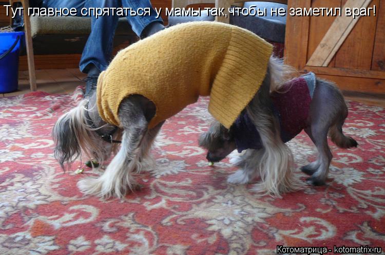 Котоматрица: Тут главное спрятаться у мамы так,чтобы не заметил враг!